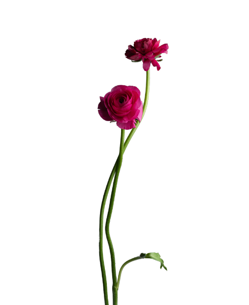 fleurs et livraison toulon